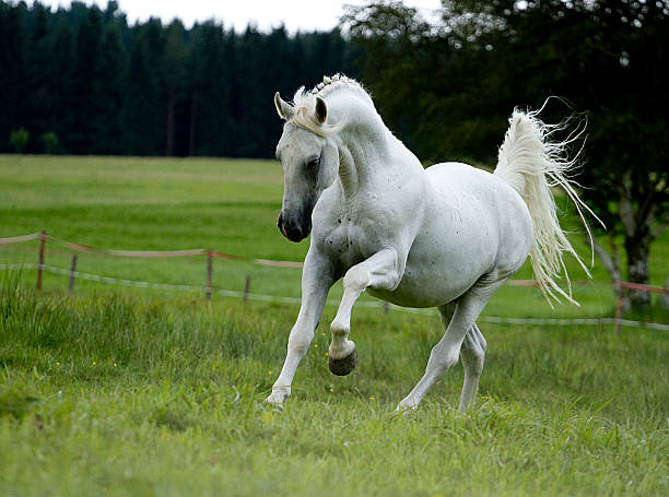young bay arabian horse on pasture