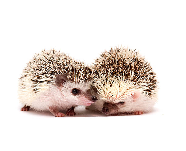 istock cute hedgehog baby in white background 522563127