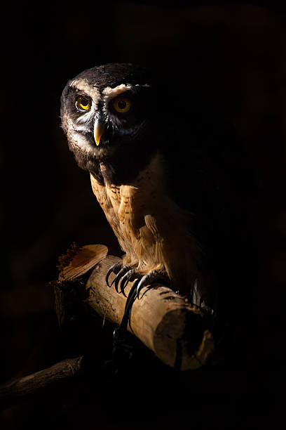 Spectacled Owl A spectacled owl portrait in low key lighting. spectacled owls (pulsatrix perspicillata) stock pictures, royalty-free photos & images
