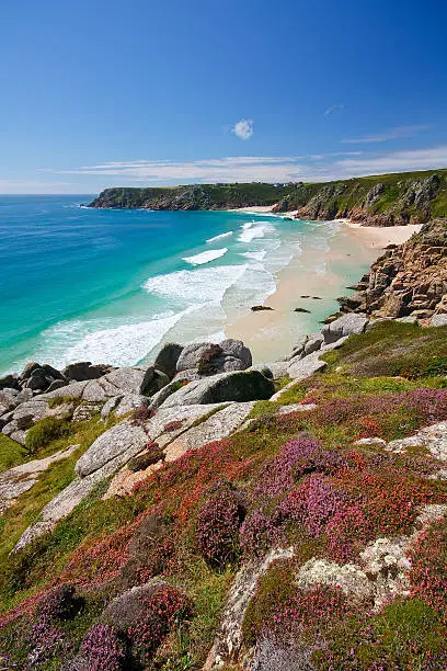 Heather on the cliffs over beach in Porthcurno, Cornwall, UK.