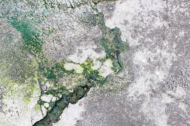 istock Lichen on the cement floor 522565297