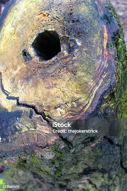 Weatherdistressed Tree Trunk Stock Photo - Download Image Now - Cracked, Damaged, Lichen