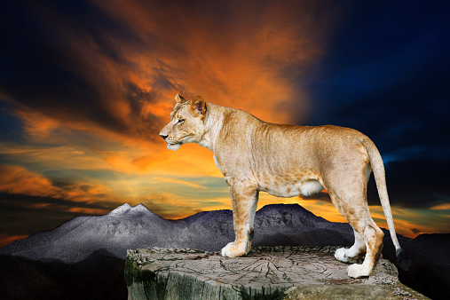 lioness standing on rock cliff against dusky sky