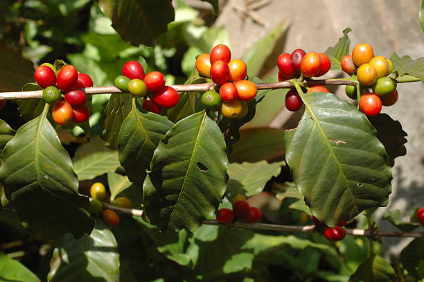 istock Plantation of specialty coffee 522566565