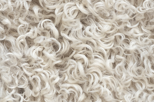 white curly wool sheepskin fur texture close, full frame background.