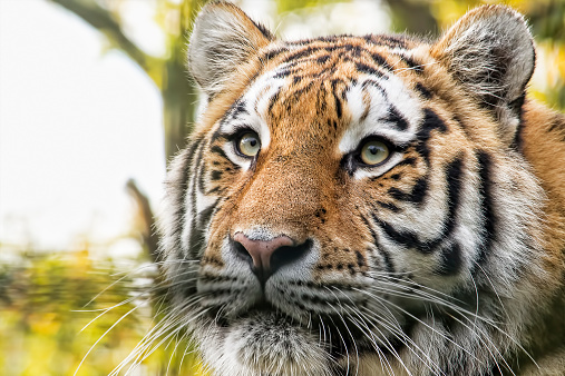 Closeup portrait of a siberian tiger.