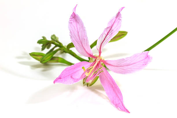 istock Purple Bauhinia on white background 522578575