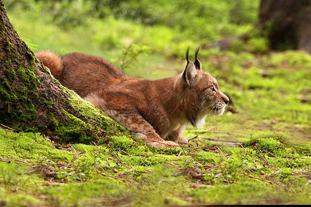 istock Eurasian Lynx lat. Lynx lynx 522579509