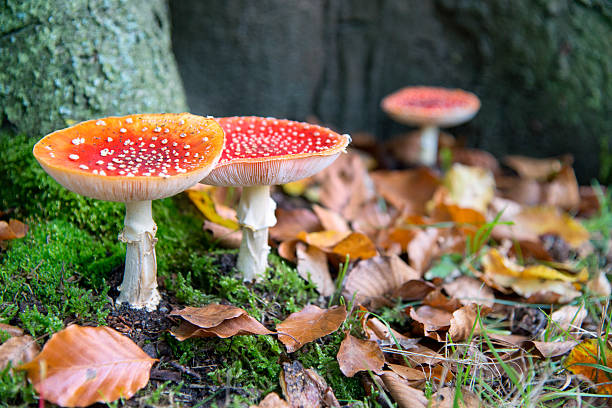 低角度のビューでは、森のキノコの木に根の間 - fungus nature orange agaric toxic substance ストックフォトと画像