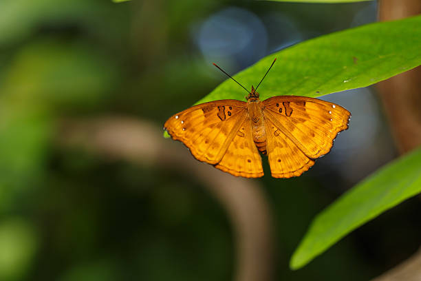 istock Female of black prince butterfly 522580923