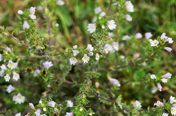 Eyebright flowers growing wild. Euphrasia officinalis.