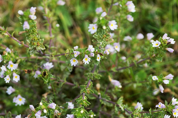 Eyebright flowers Euphrasia officinalis Eyebright flowers growing wild. Euphrasia officinalis. euphrasia stock pictures, royalty-free photos & images