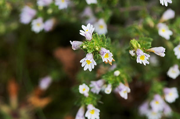 Eyebright flowers Euphrasia officinalis Eyebright flowers growing wild. Euphrasia officinalis. euphrasia stock pictures, royalty-free photos & images