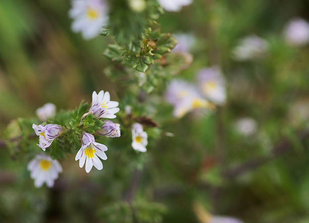 Eyebright flowers Euphrasia officinalis Eyebright flowers growing wild. Euphrasia officinalis. eyebright stock pictures, royalty-free photos & images