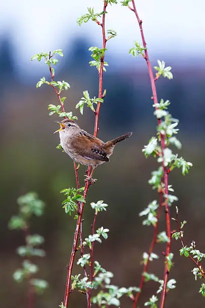 Western Marsh Wren singing on a Spring morning while perched on a wild rose bush