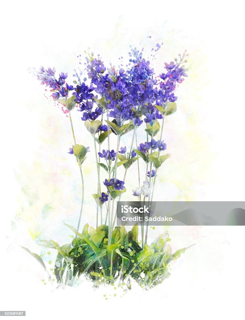 Watercolor Image Of  Lavender Flowers Watercolor Digital Painting Of Lavender Flowers Blue Stock Photo