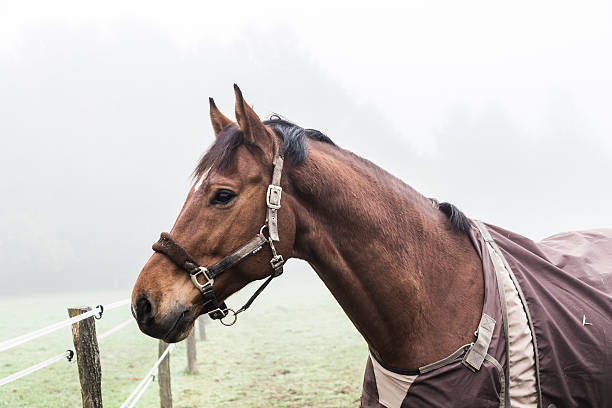istock horses at the meadow in fog 522582277