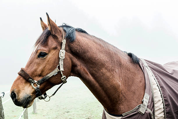 istock horses at the meadow in fog 522582279