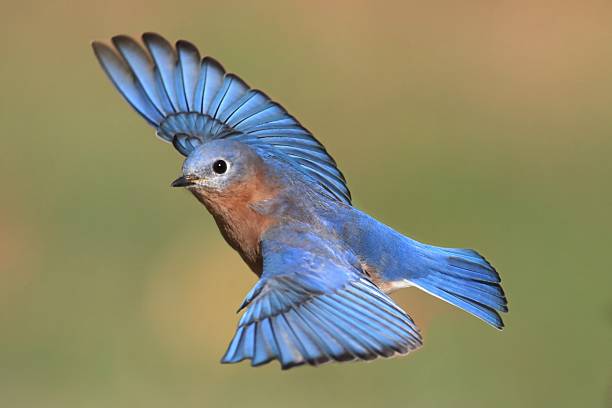 Male Eastern Bluebird in flight Male Eastern Bluebird (Sialia sialis) in flight bluebird bird stock pictures, royalty-free photos & images