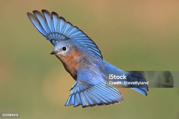 Male Eastern Bluebird In Flight Stock Photo - Download Image Now - Bird, Bluebird - Bird, Flying