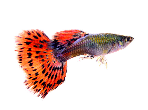 istock guppy fish isolated on white background 522583753
