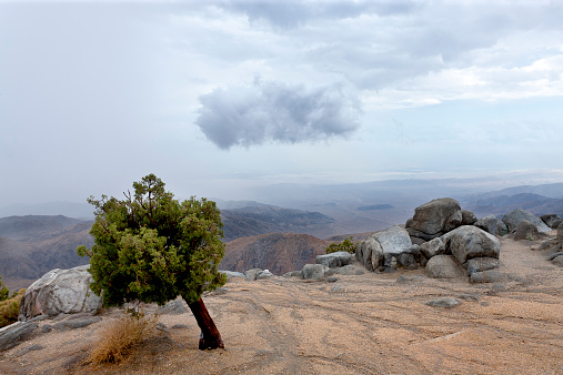 Keys View Point located on the Little San Bernardino Mountains, provides panoramic views of the Coachella Valley, Salton Sea, Santa Rosa Mountains, San Andreas Fault and Signal Mountains in Mexico. This tilted California Juniper is a witness of the powerful winds found on this top.