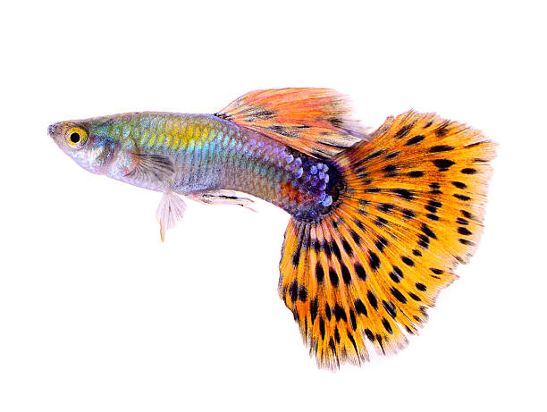 istock guppy fish isolated on white background 522584171