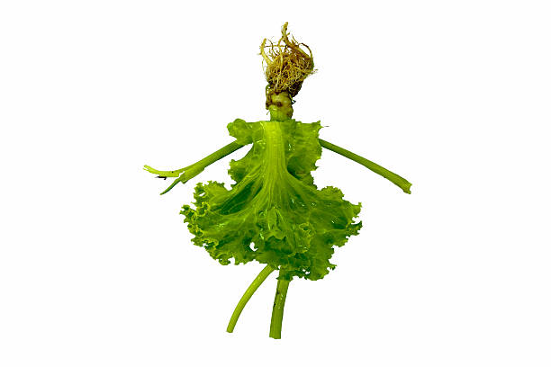 istock woman  with dress made from vegetable  lettuce and  celery 522584211