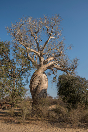 Baobab Amoureux, two baobabs in love, Madagascar