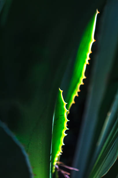 istock abstract nature of thorn 522584361