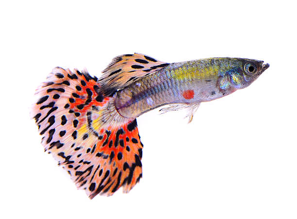 istock guppy fish isolated on white background 522584439