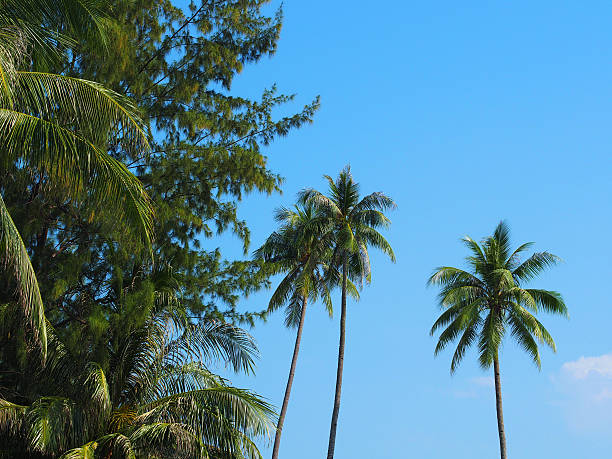 istock Lush greenery and tropical weather 522584527