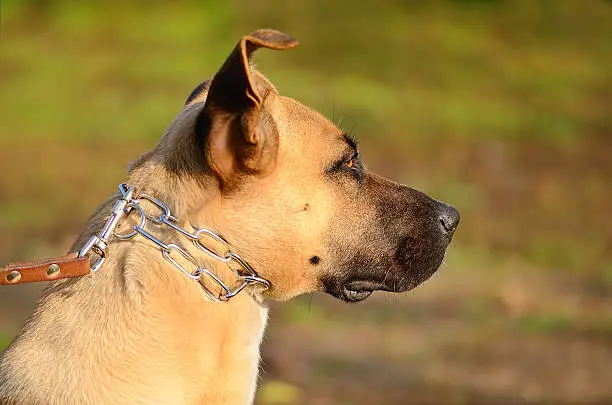 Chained dog in the garden, portrait