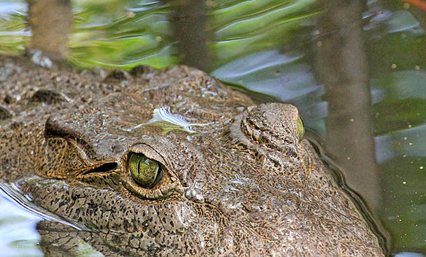 istock Eye of American Crocodile 522584967