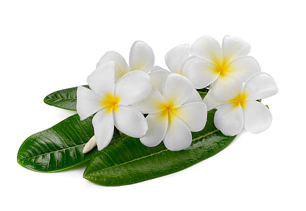istock frangipani flower isolated white background 522585279