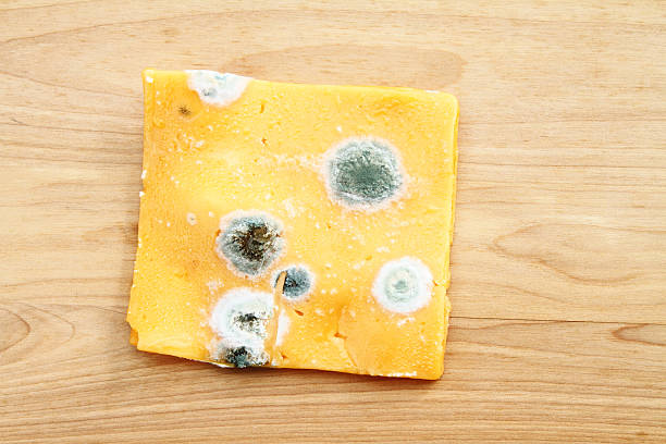 Moldy slice of yellow cheddar cheese stock photo