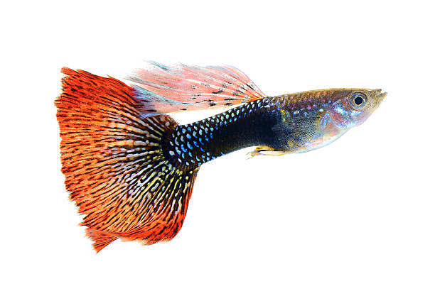 istock guppy fish isolated on white background 522599239
