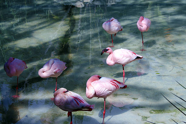 istock Flamingos - Fuerteventura 522599591