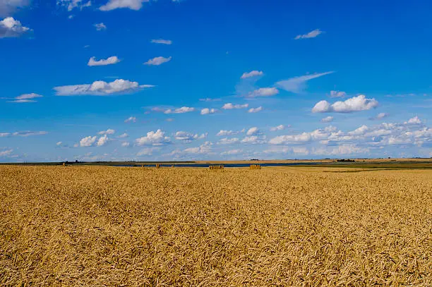 Scenic fields of golden summer wheat in Southern Alberta Canada