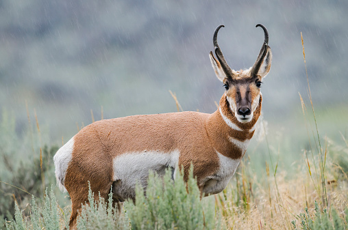 Pronghorn in the rain, Lamar Valley, Yellowstone National Park, USA