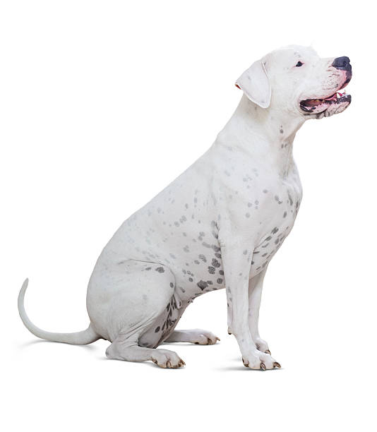 istock Sitting dogo Argentino on white 522600079