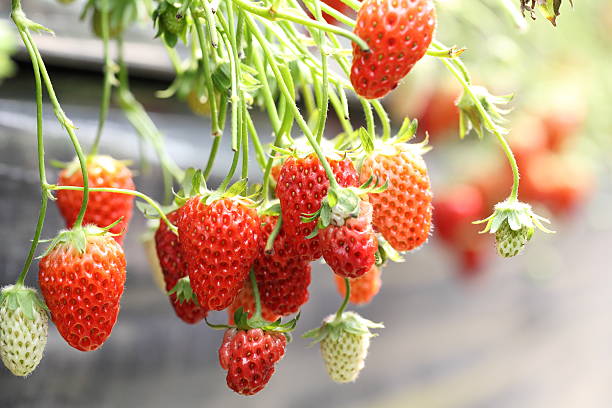 istock Fresh organic strawberry 522601261