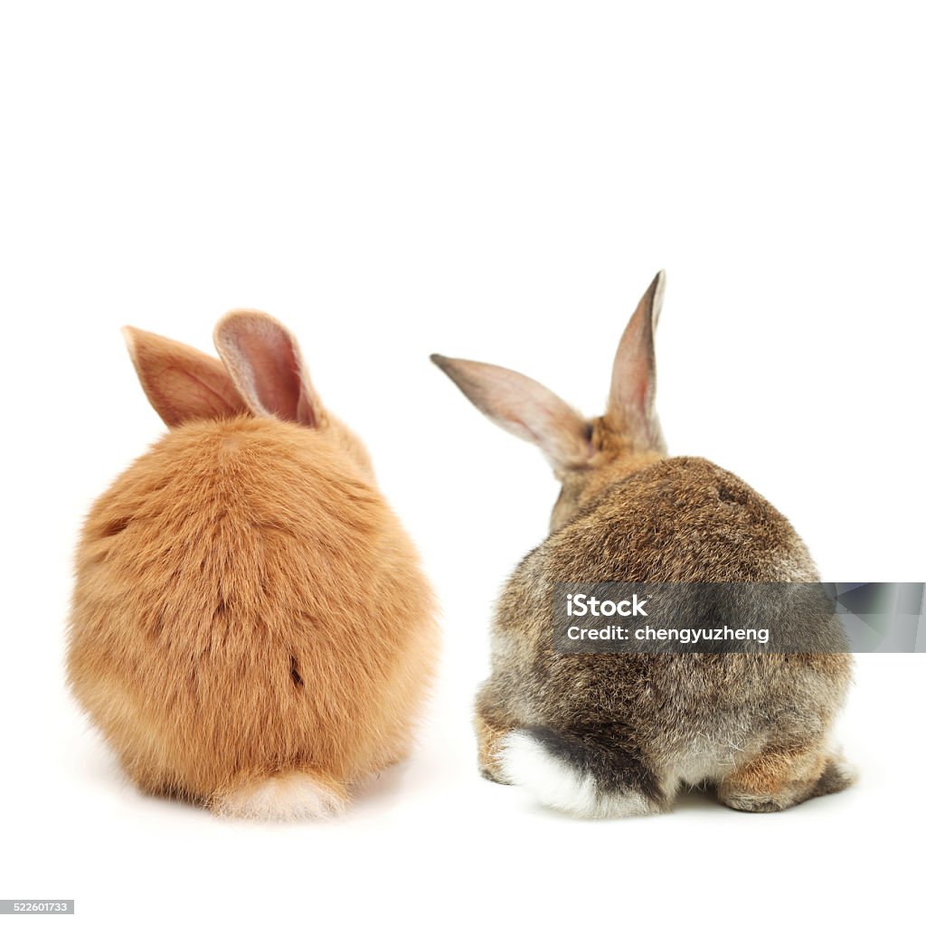 Two bunnies rear view shot Two bunnies isolated on a white background Rear View Stock Photo