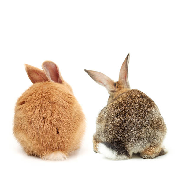 Two bunnies rear view shot Two bunnies isolated on a white background animal back stock pictures, royalty-free photos & images