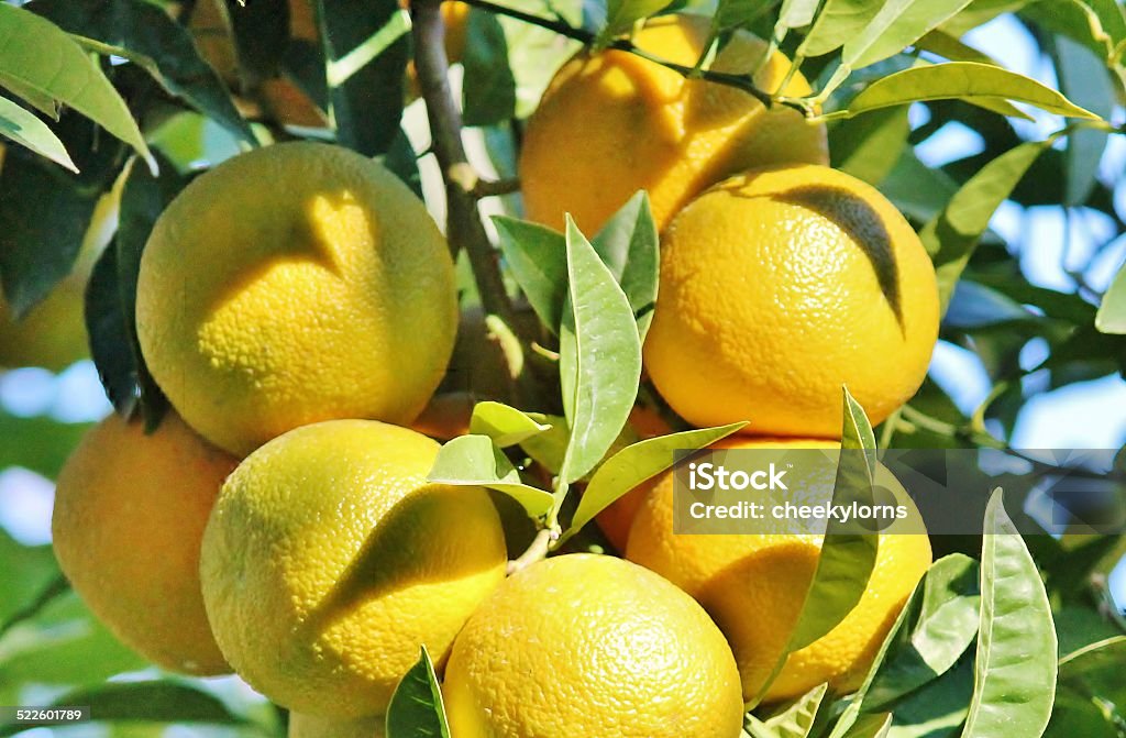 orange citrus fruit on tree orange citrus fruit on the tree Branch - Plant Part Stock Photo