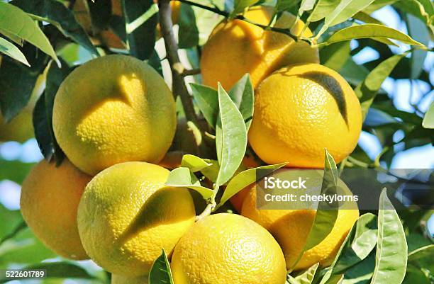 Orange Citrus Fruit On Tree Stock Photo - Download Image Now - Branch - Plant Part, Citrus Fruit, Clear Sky