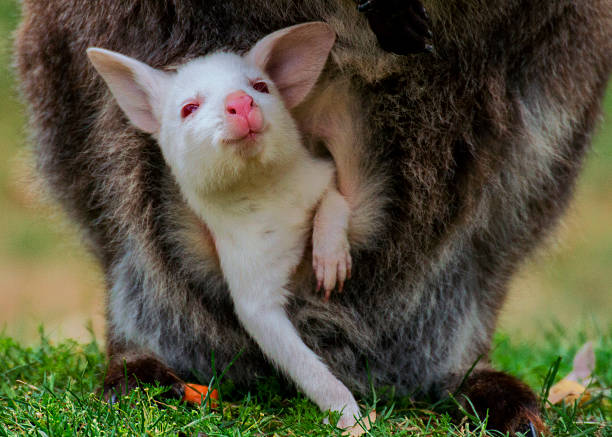 istock Albino baby bennett's wallaby 522602223