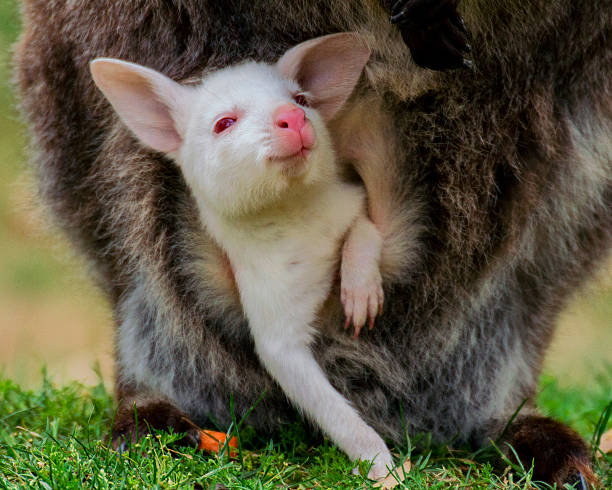 istock Albino baby bennett's wallaby 522602225