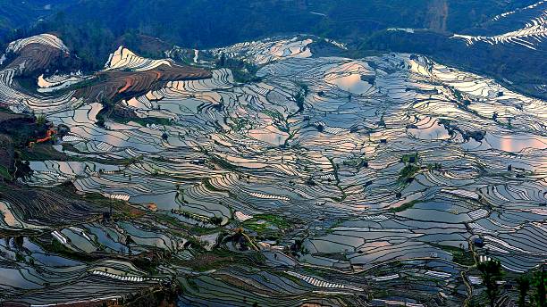 la superbe ligne de champs en terrasse - agriculture artificial yunnan province china photos et images de collection