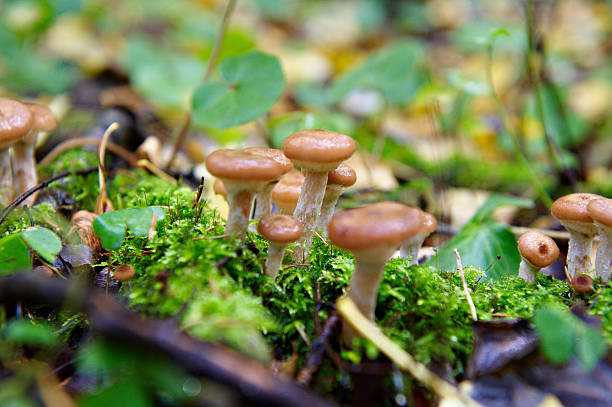istock honey agaric mushroom in forest 522603851